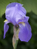 The Iris