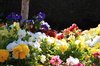 Mexican flowers