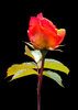 Sun Red Rose on black