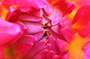 dahlia