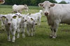 Curious cows