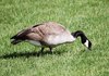 Canadian Goose 2