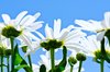 Daisies from down under