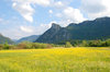 summer landscape