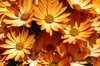 Margerits (Leucanthemum)