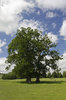 English parkland