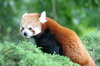 Red Panda