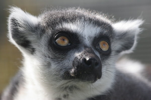 Lemur Eye Eye