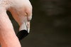 Pink Flamingo