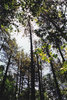 Foliage