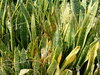 Garden Textures 1