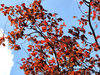 autumn blue & brown
