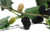 mulberry
