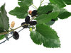 mulberry