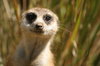 Meerkat Looking
