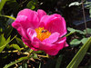 Pink Peonies