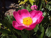 Pink Peonies