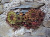 Rose Shaped Cactus
