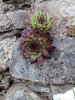 Rose Shaped Cactus