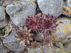 Rose Shaped Cactus