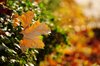 Autumn Leaf