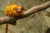 Golden Lion Tamarin