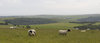 Shorn sheep