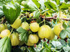 Gooseberries