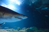 Underwater 18