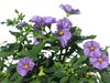 Solanum rantonnetii