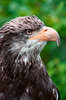 Eagle Profile