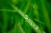 Water Drop