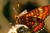 Orange Butterfly