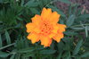 Marigold