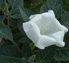 Moon Flower before dawn