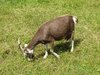 hungry goat 2