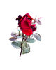 Red, Red Rose