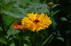 marigold-calendula