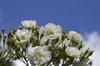 White roses