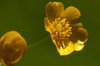 Buttercup