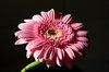 gerbera