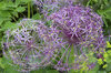 Ornamental Allium