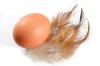 Egg & Feathers