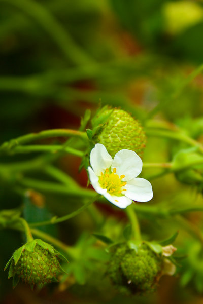 Strawberry: Strawberry close-up