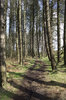 Woodland track