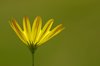 Single backlit margerit