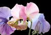 Sweetpeas on black