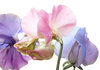 Sweetpeas