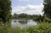 Riverside vegetation