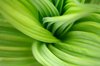 Veratrum Macro